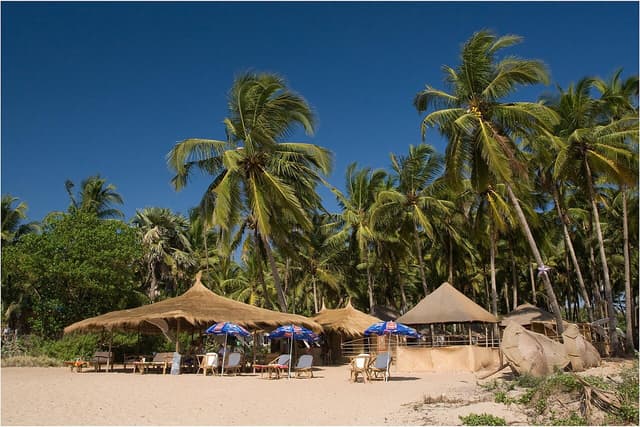 Palm trees and beach umbrellas on Agonda beach, South Goa